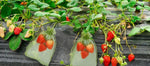 Rekx Fruithoes met trekkoord  10cm x 15 cm
