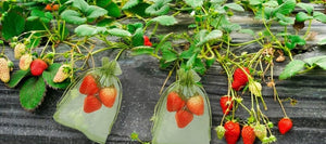 Rekx Fruithoes met trekkoord  10cm x 15 cm
