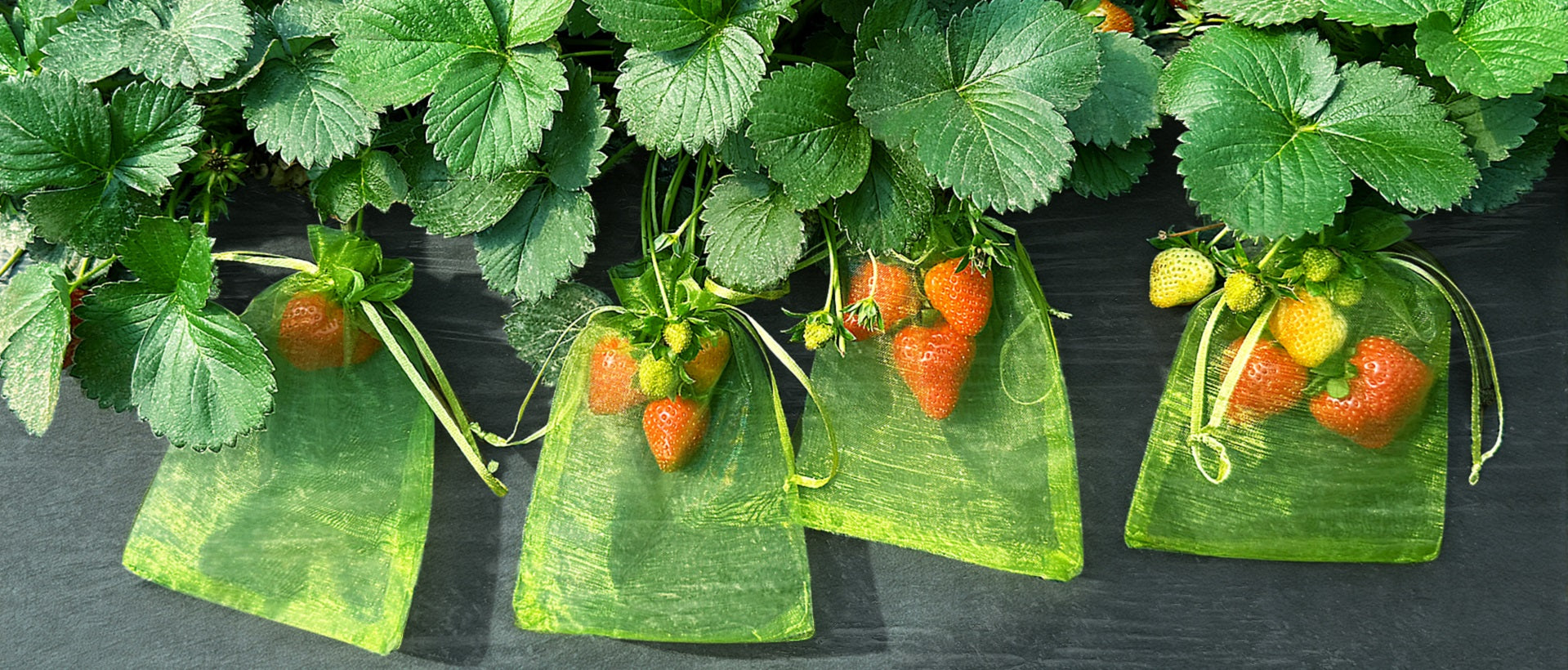 Rekx Fruithoes met trekkoord  10cm x 15 cm
